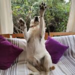 Carla Jara Instagram – Tengo a la mejor compañera, mi Sky! 
😍🐶 
Lindo día bellezas, q sea un gran miércoles!!!!
