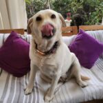 Carla Jara Instagram – Tengo a la mejor compañera, mi Sky! 
😍🐶 
Lindo día bellezas, q sea un gran miércoles!!!!