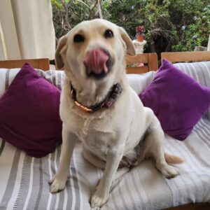Carla Jara Instagram - Tengo a la mejor compañera, mi Sky! 
😍🐶 
Lindo día bellezas, q sea un gran miércoles!!!!
