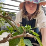 Carla Peterson Instagram - Mis verduras . Mi huerta . Mi mi mi verdulería! Nada seria posible sin @delgorro 🧢 que me mando una gran selección de plantines. Si tenes ganas de armar una huerta tiene de todo y es lo más! #huerta #verde #eco #plantines