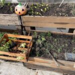 Carla Peterson Instagram - Mis verduras . Mi huerta . Mi mi mi verdulería! Nada seria posible sin @delgorro 🧢 que me mando una gran selección de plantines. Si tenes ganas de armar una huerta tiene de todo y es lo más! #huerta #verde #eco #plantines
