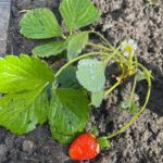 Carla Peterson Instagram - Mis verduras . Mi huerta . Mi mi mi verdulería! Nada seria posible sin @delgorro 🧢 que me mando una gran selección de plantines. Si tenes ganas de armar una huerta tiene de todo y es lo más! #huerta #verde #eco #plantines