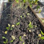 Carla Peterson Instagram - Mis verduras . Mi huerta . Mi mi mi verdulería! Nada seria posible sin @delgorro 🧢 que me mando una gran selección de plantines. Si tenes ganas de armar una huerta tiene de todo y es lo más! #huerta #verde #eco #plantines