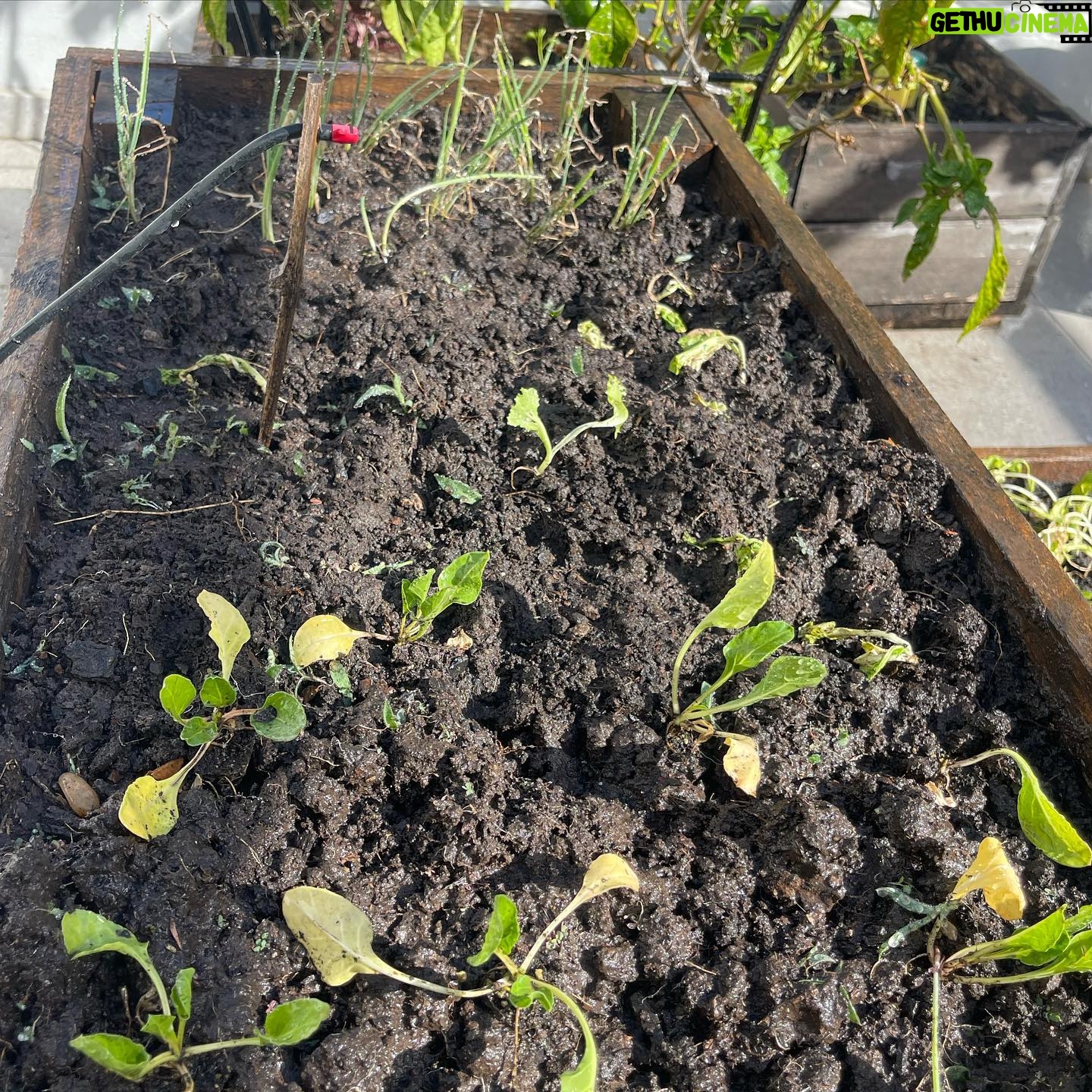 Carla Peterson Instagram - Mis verduras . Mi huerta . Mi mi mi verdulería! Nada seria posible sin @delgorro 🧢 que me mando una gran selección de plantines. Si tenes ganas de armar una huerta tiene de todo y es lo más! #huerta #verde #eco #plantines