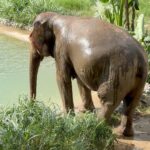 Carlacia Grant Instagram - Had the most magical day visiting the amazing elephants at the ethical Samui Elephant Kingdom. #ethicalelephantsanctuary #elephantrescue #kohsamui #kohsamuithailand