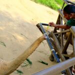 Carlacia Grant Instagram - Had the most magical day visiting the amazing elephants at the ethical Samui Elephant Kingdom. #ethicalelephantsanctuary #elephantrescue #kohsamui #kohsamuithailand