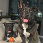 Carmen Carrera Instagram - Happy 3rd birthday to my boys 🐾 Best decision I ever made 🐶🐶🦴 @kaiandkoby My dogs really taught me how to express love without words and most importantly patience, service, responsibility, kindness, discipline, and respect. I love them so much 🥰 They have very big personalities & do challenge my patience sometimes but I love every minute. 💯 #dogmom