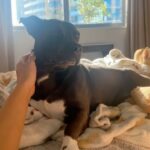 Carmen Carrera Instagram – Happy 3rd birthday to my boys 🐾 Best decision I ever made 🐶🐶🦴 @kaiandkoby My dogs really taught me how to express love without words and most importantly patience, service, responsibility, kindness, discipline, and respect. I love them so much 🥰 They have very big personalities & do challenge my patience sometimes but I love every minute. 💯 #dogmom