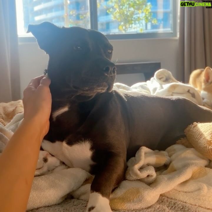 Carmen Carrera Instagram - Happy 3rd birthday to my boys ๐พ Best decision I ever made ๐ถ๐ถ๐ฆด @kaiandkoby My dogs really taught me how to express love without words and most importantly patience, service, responsibility, kindness, discipline, and respect. I love them so much ๐ฅฐ They have very big personalities & do challenge my patience sometimes but I love every minute. ๐ฏ #dogmom