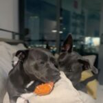 Carmen Carrera Instagram – Happy 3rd birthday to my boys 🐾 Best decision I ever made 🐶🐶🦴 @kaiandkoby My dogs really taught me how to express love without words and most importantly patience, service, responsibility, kindness, discipline, and respect. I love them so much 🥰 They have very big personalities & do challenge my patience sometimes but I love every minute. 💯 #dogmom