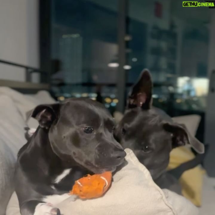 Carmen Carrera Instagram - Happy 3rd birthday to my boys ๐พ Best decision I ever made ๐ถ๐ถ๐ฆด @kaiandkoby My dogs really taught me how to express love without words and most importantly patience, service, responsibility, kindness, discipline, and respect. I love them so much ๐ฅฐ They have very big personalities & do challenge my patience sometimes but I love every minute. ๐ฏ #dogmom