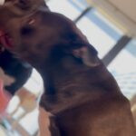 Carmen Carrera Instagram – Happy 3rd birthday to my boys 🐾 Best decision I ever made 🐶🐶🦴 @kaiandkoby My dogs really taught me how to express love without words and most importantly patience, service, responsibility, kindness, discipline, and respect. I love them so much 🥰 They have very big personalities & do challenge my patience sometimes but I love every minute. 💯 #dogmom