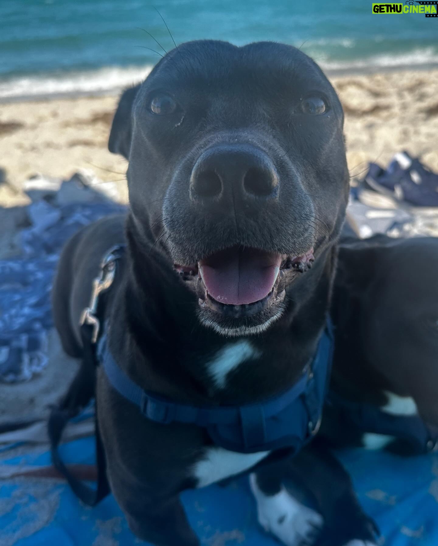 Carmen Carrera Instagram - Everyone’s a critic when they got nothing going on in their lives… Took my dogs to the beach finally 🐾 needless to say they had a very good time ☺️☀️☺️ I moved to Miami with my babies almost 3 years ago from LA in search of a better quality life and a culture that compliments my goals in fitness. Although LA taught me a lot of lessons on how to hustle and function solely out of my ego, the character building Miami offers has been so important to my growth and success in my personal life. Having a strong social character as a trans person is crucial to my work, too. As an actor, what can I truly contribute if I’m out of touch with real life? LA does have some good opportunities though, but not enough chances to flex that social muscle outside of mutually beneficial relationships for works sake.. and that can feel so robotic and unauthentic at times. I’m truly grateful for both cities and will continue to bounce back and forth. 🩵💙💛🧡💜🩷