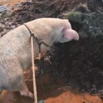 Caroline Dallarosa Instagram - Por favor vamos ajudar o RS, animais precisam de atenção, a população precisa de ajuda! Não vamos esquecer ninguém por favor 🥺 hoje oro por todas as famílias e animais, que Deus proteja a todos. DOE PELO QR CODE OU PELO PIX CHAVE CNPJ 92.958.800/0001-38 ESTOU ACOMPANHANDO O RESGATE DOS ANIMAIS POR FAVOR ESCREVAM ONGS OU PESSOAS QUE ESTÃO AJUDANDO NO RESGATE DOS PELUDOS!!!