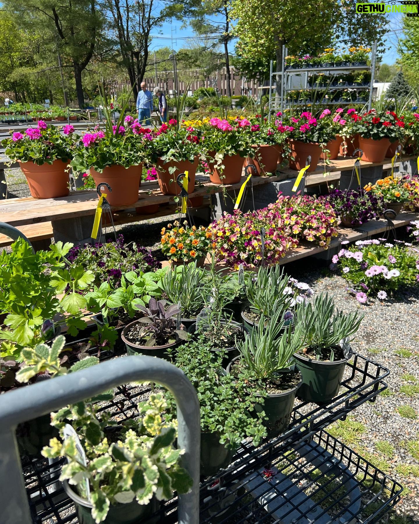 Caroline Manzo Instagram - Itβs that time of year! My handsome gardener setting up the beginnings of our herb garden and some flowers on the deck too. Lots more to do, love to see the process and the progress! β€οΈπͺ΄πΌππ #gardening #gardenlife #vegetablegarden