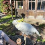 Caroline Wozniacki Instagram – Amazing day at the @aucklandzoo with the kiddos! We got to see and touch the Kiwis that will be put back in to the world safely, when they are big and strong enough! We fed the giraffes, talked with the parrot’s, and saw the closest thing to a dinosaur! Happy day all around! 😍