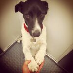 Cassandra Sánchez Navarro Instagram - 12 años de #eddie Mi mejor amigo. Mi siempre fiel. Te extraño cada día más pero se que estás descansando y ya no te duele nada. Eddie se enfermó y tuvimos que hospitalizarlo. El próximo día falleció en mis brazos y rodeado de gente que lo amaba. Fue el perro más fiel y protector. Eddie fue lo que todo niña sueña tener de perro. Cariñoso y protector, juguetón pero tranquilo. Te amo mi niño Eddie. Para siempre juntos ok?! Descansa y te veo del otro lado 🖤🤍 1. Los primeros meses juntos. Siempre en el parque. Siempre juntos. 2. El día que agarre a Eddie de la calle. Se quedó dormido en mis brazos las dos horas que hicimos de regreso a mi casa. 3. Ya demasiado grande para estar en mis piernas. 4. Sus ojos del gatito de shrek 5. A sus 12 años 6. Eddie de cachorro 7. Me dieron oportunidad de llevarlo al parque por última vez. Amaba estar en el sol ☀️ Descansa en paz amigo mío TE AMO Gracias por todo!