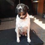 Cassandra Sánchez Navarro Instagram - 12 años de #eddie Mi mejor amigo. Mi siempre fiel. Te extraño cada día más pero se que estás descansando y ya no te duele nada. Eddie se enfermó y tuvimos que hospitalizarlo. El próximo día falleció en mis brazos y rodeado de gente que lo amaba. Fue el perro más fiel y protector. Eddie fue lo que todo niña sueña tener de perro. Cariñoso y protector, juguetón pero tranquilo. Te amo mi niño Eddie. Para siempre juntos ok?! Descansa y te veo del otro lado 🖤🤍 1. Los primeros meses juntos. Siempre en el parque. Siempre juntos. 2. El día que agarre a Eddie de la calle. Se quedó dormido en mis brazos las dos horas que hicimos de regreso a mi casa. 3. Ya demasiado grande para estar en mis piernas. 4. Sus ojos del gatito de shrek 5. A sus 12 años 6. Eddie de cachorro 7. Me dieron oportunidad de llevarlo al parque por última vez. Amaba estar en el sol ☀️ Descansa en paz amigo mío TE AMO Gracias por todo!