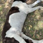 Cassandra Sánchez Navarro Instagram - 12 años de #eddie Mi mejor amigo. Mi siempre fiel. Te extraño cada día más pero se que estás descansando y ya no te duele nada. Eddie se enfermó y tuvimos que hospitalizarlo. El próximo día falleció en mis brazos y rodeado de gente que lo amaba. Fue el perro más fiel y protector. Eddie fue lo que todo niña sueña tener de perro. Cariñoso y protector, juguetón pero tranquilo. Te amo mi niño Eddie. Para siempre juntos ok?! Descansa y te veo del otro lado 🖤🤍 1. Los primeros meses juntos. Siempre en el parque. Siempre juntos. 2. El día que agarre a Eddie de la calle. Se quedó dormido en mis brazos las dos horas que hicimos de regreso a mi casa. 3. Ya demasiado grande para estar en mis piernas. 4. Sus ojos del gatito de shrek 5. A sus 12 años 6. Eddie de cachorro 7. Me dieron oportunidad de llevarlo al parque por última vez. Amaba estar en el sol ☀️ Descansa en paz amigo mío TE AMO Gracias por todo!