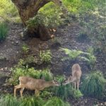 Cazzie David Instagram – This happened in my backyard