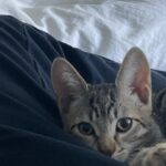 Cazzie David Instagram – Found another cat with ears as big as mine