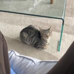 Cazzie David Instagram - Found another cat with ears as big as mine