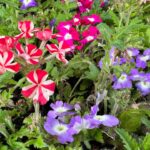 Cecilia Suárez Instagram - Días así…🌸🌼🌺🌷🌹🌻🥀🪷💐
