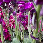 Cecilia Suárez Instagram - Días así…🌸🌼🌺🌷🌹🌻🥀🪷💐