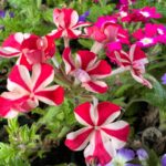 Cecilia Suárez Instagram - Días así…🌸🌼🌺🌷🌹🌻🥀🪷💐