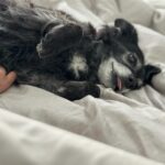 Cecily Strong Instagram - Happy Gotcha Day to my favorite lady who can sleep anywhere at any time in any position. Tongue out, puss and legs up, on a pizza, on a chocolate covered strawberry, with her face being smushed. She looks great in all hats and accessories. She’s great at cuddling and she waits for everybody outside the bathroom door (in case we fall in?) On this, our 10th year together as family, she learned to swim (or really just run on a sun shelf in a pool). She saw the ocean in New Jersey (AY! BADA BING! Etc). She slept butt to butt with a cat. She gave us a scare with some kidney issues and Dr. Yoshida saved her with a new prescription diet. I get weird sweet potato goop on my hands every day but it means I get my girl around a little longer. Every day I get to come home to Lucille Lucinda Lucita Bonita is a good day. Adopting her from @bestfriendsanimalsociety on March 22, 2014 was the best decision I’ve ever made. *Last slide is a toy that I very confusedly thought was named Tittaboy at first. So now that’s what he’s called forever. Lil Tittyboy