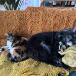 Cecily Strong Instagram - Happy Gotcha Day to my favorite lady who can sleep anywhere at any time in any position. Tongue out, puss and legs up, on a pizza, on a chocolate covered strawberry, with her face being smushed. She looks great in all hats and accessories. She’s great at cuddling and she waits for everybody outside the bathroom door (in case we fall in?) On this, our 10th year together as family, she learned to swim (or really just run on a sun shelf in a pool). She saw the ocean in New Jersey (AY! BADA BING! Etc). She slept butt to butt with a cat. She gave us a scare with some kidney issues and Dr. Yoshida saved her with a new prescription diet. I get weird sweet potato goop on my hands every day but it means I get my girl around a little longer. Every day I get to come home to Lucille Lucinda Lucita Bonita is a good day. Adopting her from @bestfriendsanimalsociety on March 22, 2014 was the best decision I’ve ever made. *Last slide is a toy that I very confusedly thought was named Tittaboy at first. So now that’s what he’s called forever. Lil Tittyboy