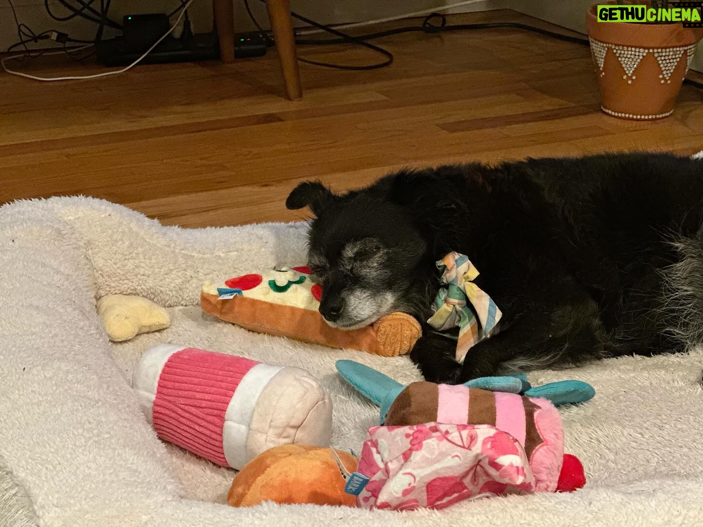 Cecily Strong Instagram - Happy Gotcha Day to my favorite lady who can sleep anywhere at any time in any position. Tongue out, puss and legs up, on a pizza, on a chocolate covered strawberry, with her face being smushed. She looks great in all hats and accessories. She’s great at cuddling and she waits for everybody outside the bathroom door (in case we fall in?) On this, our 10th year together as family, she learned to swim (or really just run on a sun shelf in a pool). She saw the ocean in New Jersey (AY! BADA BING! Etc). She slept butt to butt with a cat. She gave us a scare with some kidney issues and Dr. Yoshida saved her with a new prescription diet. I get weird sweet potato goop on my hands every day but it means I get my girl around a little longer. Every day I get to come home to Lucille Lucinda Lucita Bonita is a good day. Adopting her from @bestfriendsanimalsociety on March 22, 2014 was the best decision I’ve ever made. *Last slide is a toy that I very confusedly thought was named Tittaboy at first. So now that’s what he’s called forever. Lil Tittyboy