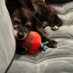 Cecily Strong Instagram - Happy Gotcha Day to my favorite lady who can sleep anywhere at any time in any position. Tongue out, puss and legs up, on a pizza, on a chocolate covered strawberry, with her face being smushed. She looks great in all hats and accessories. She’s great at cuddling and she waits for everybody outside the bathroom door (in case we fall in?) On this, our 10th year together as family, she learned to swim (or really just run on a sun shelf in a pool). She saw the ocean in New Jersey (AY! BADA BING! Etc). She slept butt to butt with a cat. She gave us a scare with some kidney issues and Dr. Yoshida saved her with a new prescription diet. I get weird sweet potato goop on my hands every day but it means I get my girl around a little longer. Every day I get to come home to Lucille Lucinda Lucita Bonita is a good day. Adopting her from @bestfriendsanimalsociety on March 22, 2014 was the best decision I’ve ever made. *Last slide is a toy that I very confusedly thought was named Tittaboy at first. So now that’s what he’s called forever. Lil Tittyboy