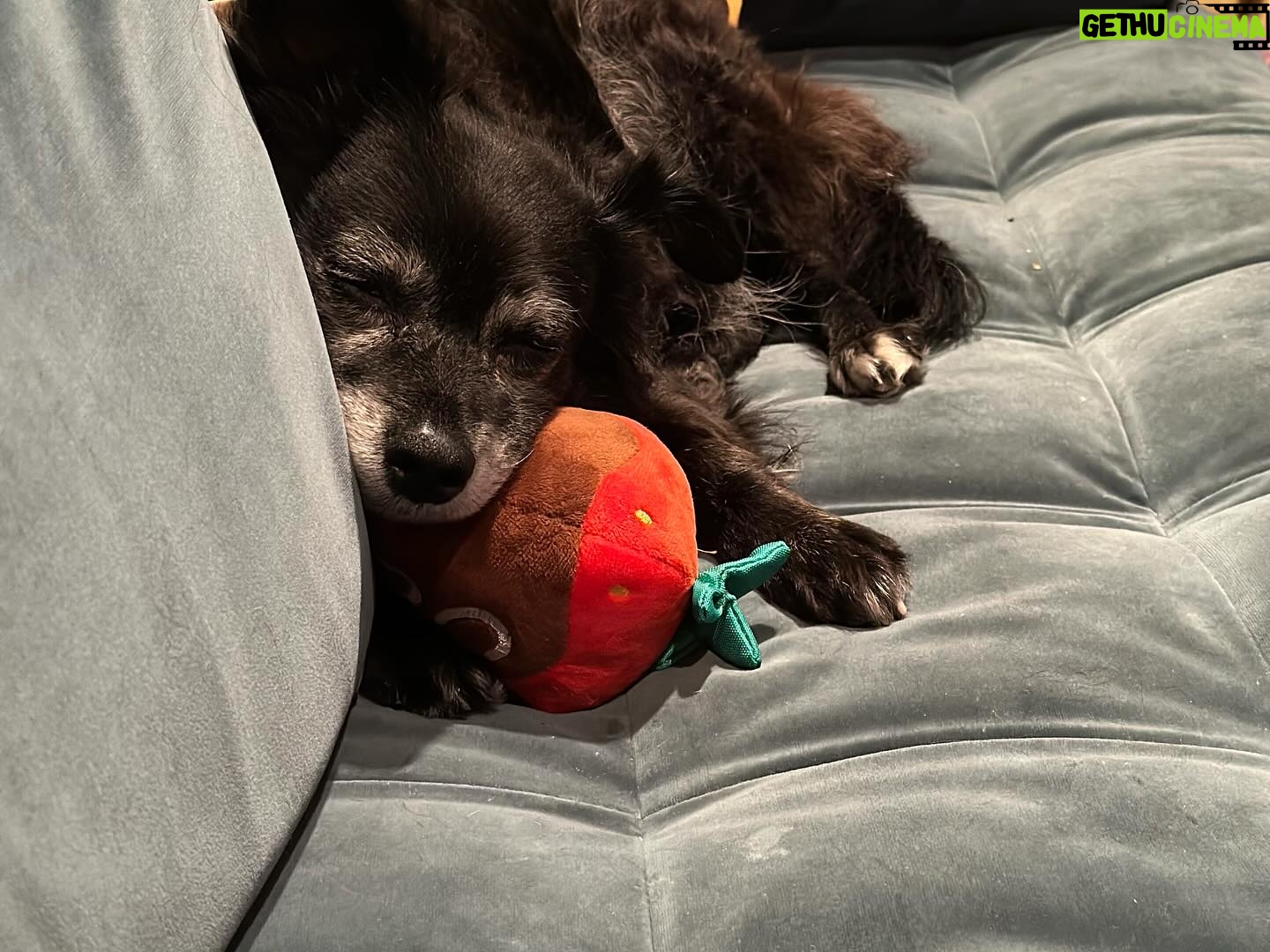 Cecily Strong Instagram - Happy Gotcha Day to my favorite lady who can sleep anywhere at any time in any position. Tongue out, puss and legs up, on a pizza, on a chocolate covered strawberry, with her face being smushed. She looks great in all hats and accessories. She’s great at cuddling and she waits for everybody outside the bathroom door (in case we fall in?) On this, our 10th year together as family, she learned to swim (or really just run on a sun shelf in a pool). She saw the ocean in New Jersey (AY! BADA BING! Etc). She slept butt to butt with a cat. She gave us a scare with some kidney issues and Dr. Yoshida saved her with a new prescription diet. I get weird sweet potato goop on my hands every day but it means I get my girl around a little longer. Every day I get to come home to Lucille Lucinda Lucita Bonita is a good day. Adopting her from @bestfriendsanimalsociety on March 22, 2014 was the best decision I’ve ever made. *Last slide is a toy that I very confusedly thought was named Tittaboy at first. So now that’s what he’s called forever. Lil Tittyboy