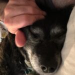 Cecily Strong Instagram - Happy Gotcha Day to my favorite lady who can sleep anywhere at any time in any position. Tongue out, puss and legs up, on a pizza, on a chocolate covered strawberry, with her face being smushed. She looks great in all hats and accessories. She’s great at cuddling and she waits for everybody outside the bathroom door (in case we fall in?) On this, our 10th year together as family, she learned to swim (or really just run on a sun shelf in a pool). She saw the ocean in New Jersey (AY! BADA BING! Etc). She slept butt to butt with a cat. She gave us a scare with some kidney issues and Dr. Yoshida saved her with a new prescription diet. I get weird sweet potato goop on my hands every day but it means I get my girl around a little longer. Every day I get to come home to Lucille Lucinda Lucita Bonita is a good day. Adopting her from @bestfriendsanimalsociety on March 22, 2014 was the best decision I’ve ever made. *Last slide is a toy that I very confusedly thought was named Tittaboy at first. So now that’s what he’s called forever. Lil Tittyboy