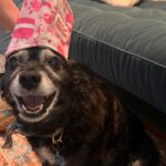 Cecily Strong Instagram - Happy Gotcha Day to my favorite lady who can sleep anywhere at any time in any position. Tongue out, puss and legs up, on a pizza, on a chocolate covered strawberry, with her face being smushed. She looks great in all hats and accessories. She’s great at cuddling and she waits for everybody outside the bathroom door (in case we fall in?) On this, our 10th year together as family, she learned to swim (or really just run on a sun shelf in a pool). She saw the ocean in New Jersey (AY! BADA BING! Etc). She slept butt to butt with a cat. She gave us a scare with some kidney issues and Dr. Yoshida saved her with a new prescription diet. I get weird sweet potato goop on my hands every day but it means I get my girl around a little longer. Every day I get to come home to Lucille Lucinda Lucita Bonita is a good day. Adopting her from @bestfriendsanimalsociety on March 22, 2014 was the best decision I’ve ever made. *Last slide is a toy that I very confusedly thought was named Tittaboy at first. So now that’s what he’s called forever. Lil Tittyboy