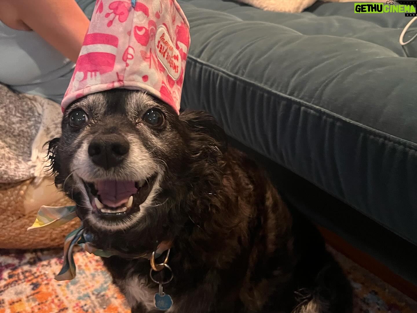 Cecily Strong Instagram - Happy Gotcha Day to my favorite lady who can sleep anywhere at any time in any position. Tongue out, puss and legs up, on a pizza, on a chocolate covered strawberry, with her face being smushed. She looks great in all hats and accessories. She’s great at cuddling and she waits for everybody outside the bathroom door (in case we fall in?) On this, our 10th year together as family, she learned to swim (or really just run on a sun shelf in a pool). She saw the ocean in New Jersey (AY! BADA BING! Etc). She slept butt to butt with a cat. She gave us a scare with some kidney issues and Dr. Yoshida saved her with a new prescription diet. I get weird sweet potato goop on my hands every day but it means I get my girl around a little longer. Every day I get to come home to Lucille Lucinda Lucita Bonita is a good day. Adopting her from @bestfriendsanimalsociety on March 22, 2014 was the best decision I’ve ever made. *Last slide is a toy that I very confusedly thought was named Tittaboy at first. So now that’s what he’s called forever. Lil Tittyboy
