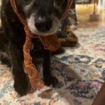 Cecily Strong Instagram - Happy Gotcha Day to my favorite lady who can sleep anywhere at any time in any position. Tongue out, puss and legs up, on a pizza, on a chocolate covered strawberry, with her face being smushed. She looks great in all hats and accessories. She’s great at cuddling and she waits for everybody outside the bathroom door (in case we fall in?) On this, our 10th year together as family, she learned to swim (or really just run on a sun shelf in a pool). She saw the ocean in New Jersey (AY! BADA BING! Etc). She slept butt to butt with a cat. She gave us a scare with some kidney issues and Dr. Yoshida saved her with a new prescription diet. I get weird sweet potato goop on my hands every day but it means I get my girl around a little longer. Every day I get to come home to Lucille Lucinda Lucita Bonita is a good day. Adopting her from @bestfriendsanimalsociety on March 22, 2014 was the best decision I’ve ever made. *Last slide is a toy that I very confusedly thought was named Tittaboy at first. So now that’s what he’s called forever. Lil Tittyboy