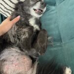 Cecily Strong Instagram - Happy Gotcha Day to my favorite lady who can sleep anywhere at any time in any position. Tongue out, puss and legs up, on a pizza, on a chocolate covered strawberry, with her face being smushed. She looks great in all hats and accessories. She’s great at cuddling and she waits for everybody outside the bathroom door (in case we fall in?) On this, our 10th year together as family, she learned to swim (or really just run on a sun shelf in a pool). She saw the ocean in New Jersey (AY! BADA BING! Etc). She slept butt to butt with a cat. She gave us a scare with some kidney issues and Dr. Yoshida saved her with a new prescription diet. I get weird sweet potato goop on my hands every day but it means I get my girl around a little longer. Every day I get to come home to Lucille Lucinda Lucita Bonita is a good day. Adopting her from @bestfriendsanimalsociety on March 22, 2014 was the best decision I’ve ever made. *Last slide is a toy that I very confusedly thought was named Tittaboy at first. So now that’s what he’s called forever. Lil Tittyboy