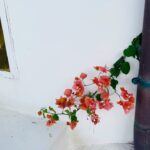 Ceren Moray Instagram -