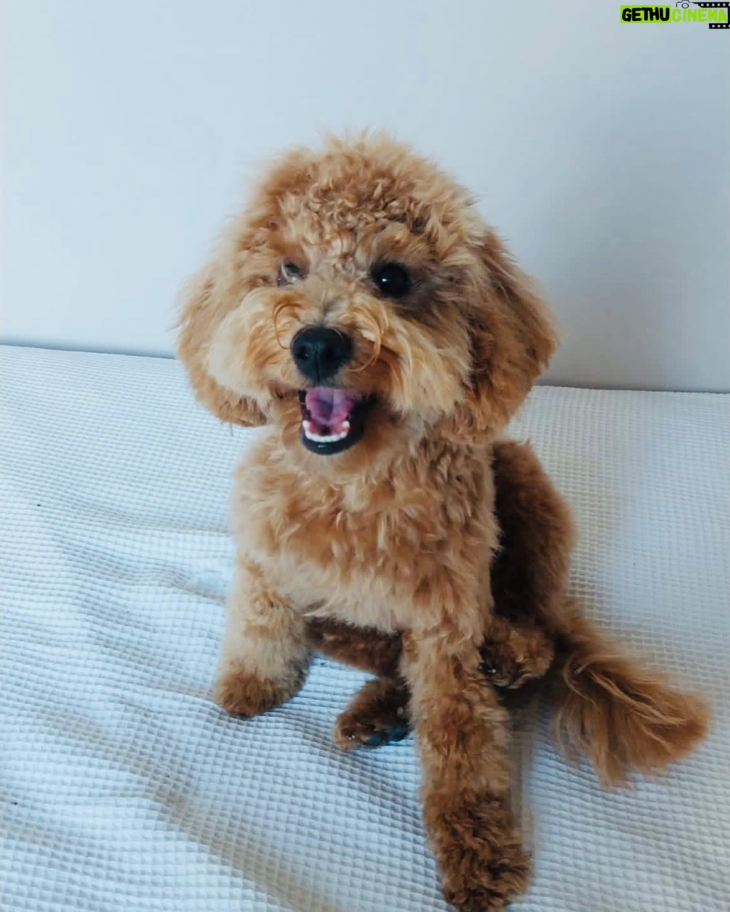 Ceren Moray Instagram - 1 yaşında bir çeto, 1 yıldır kudurtan bir sevgi, sana bayılıyorum annecim, iyi ki geldin. Nice yıllara koodleların koodle’ı 🎂