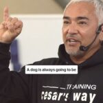 Cesar Millan Instagram – #trainingtiptuesday 🐾 Embrace the truth ! 🐶

Let’s learn from our dogs. 📖 Reality vs. Story

Ready to deepen your understanding? Click the link in my bio to register for my upcoming Training Cesar’s Way Workshop.