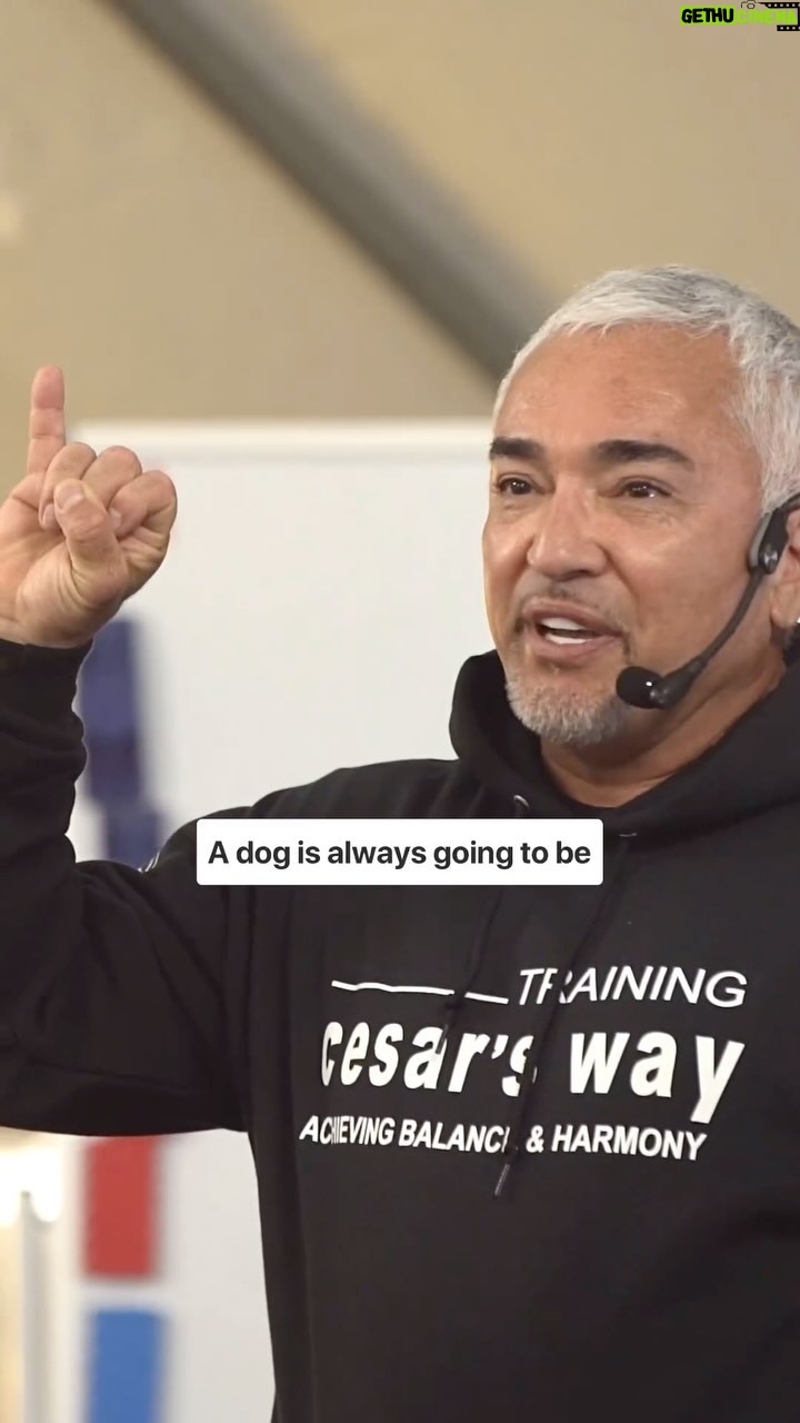 Cesar Millan - 13.8K Likes - #trainingtiptuesday š¾ Embrace the truth ! š¶
Letās learn from our dogs. š Reality vs. Story
Ready to deepen your understanding? Click the link in my bio to register for my upcoming Training Cesarās Way Workshop.