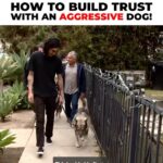 Cesar Millan Instagram - How To Build Trust with An Aggressive Dog! Master the Walk and Become a Leader. 🐕 Learn more @trainingcesarsway #betterhumansbetterplanet #dog #dogtraining