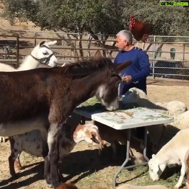 Cesar Millan Instagram - #Flashback to our Thanksgiving, have a great day with your pack 🙏