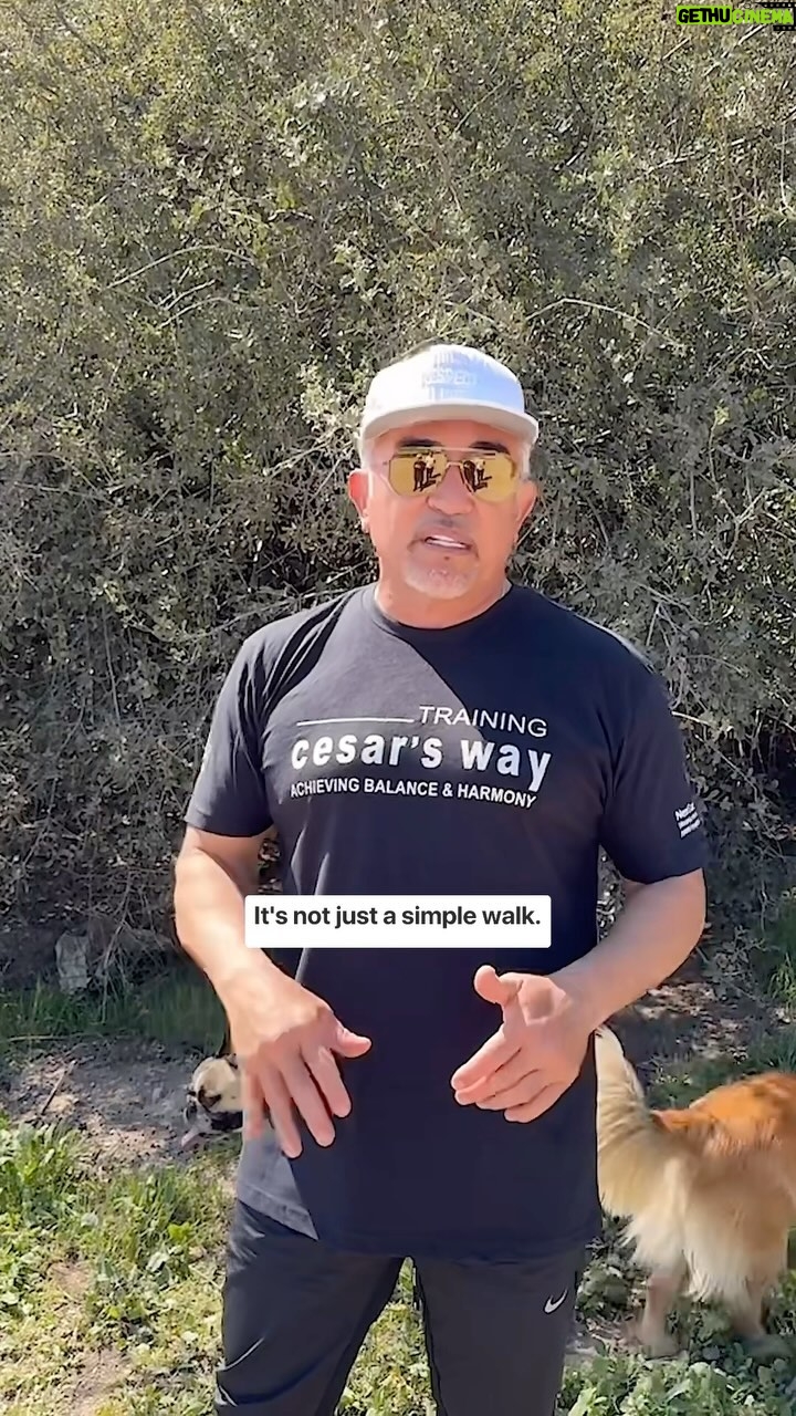 Cesar Millan Instagram - Exercise, Discipline, Affection š One way to master the walk is to challenge our dogs instinctually and drain their energy. Natural, Simple, and Profound ā¤ļø Join us Weekly on our Pack Walk TikTok Lives! #betterhumansbetterplanet