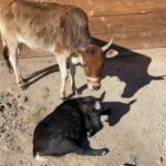 Cesar Millan Instagram – Love at the Ranch! ❤️ 

Remember who you are in the animal world is energy.

🎥: IG – @its_a_mistryy
