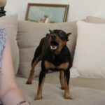 Cesar Millan Instagram - Pawrents of adorable troublemakers can definitely relate 😮‍💨 Watch these pups transform their behavior in a new #BetterHumanBetterDog, tonight at 9/8c on @NatGeoTV. Streaming soon on @DisneyPlus and @hulu