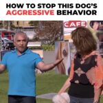 Cesar Millan Instagram - It's never them... it's us 😅 We need to unlearn for them to immediately stop behaving aggressively 😃