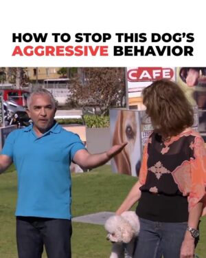 Cesar Millan Instagram - It's never them... it's us 😅

We need to unlearn for them to immediately stop behaving aggressively 😃